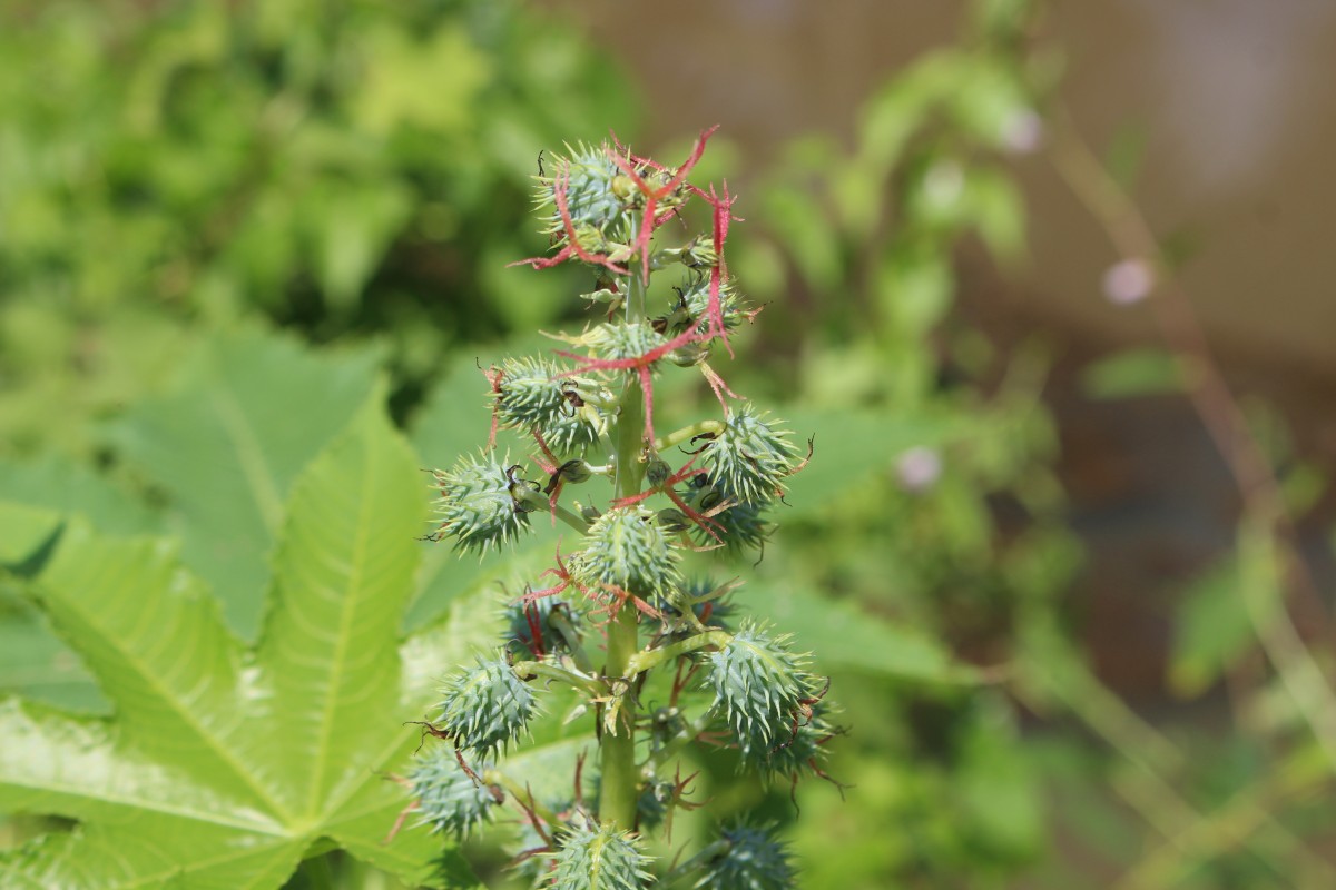 Ricinus communis L.